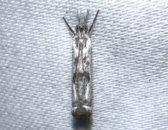 Microcrambus minor