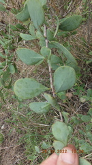 Gymnosporia glaucophylla