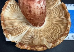 Russula ventricosipes