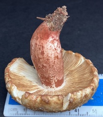 Russula ventricosipes