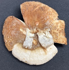 Russula ventricosipes