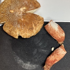 Russula ventricosipes