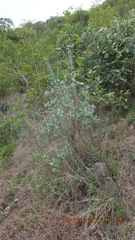 Gymnosporia glaucophylla