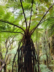 Cyathea cunninghamii