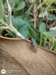 Cixiosoma bonaerense