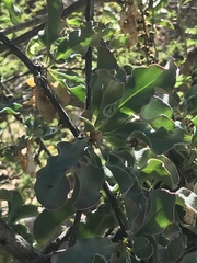 Anisomeria littoralis