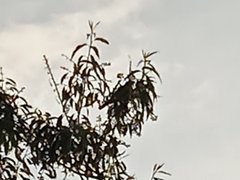 Pheucticus aureoventris