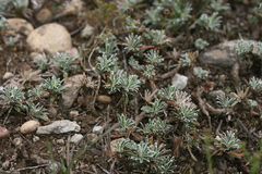 Ficinia truncata