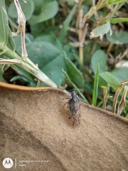 Cixiosoma bonaerense