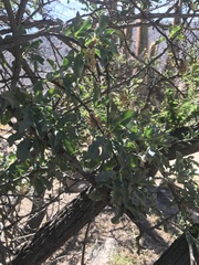 Anisomeria littoralis