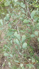 Gymnosporia glaucophylla