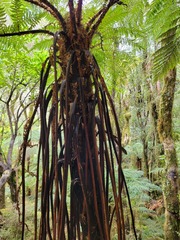 Cyathea cunninghamii