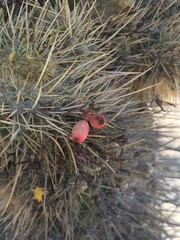 Trichocereus chiloensis