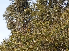 Pheucticus aureoventris