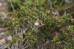 Acmadenia obtusata