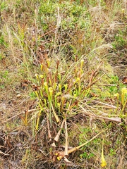 Sarracenia flava