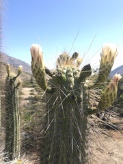 Trichocereus chiloensis