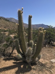 Trichocereus chiloensis