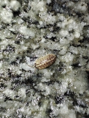 Armadillidium versicolor