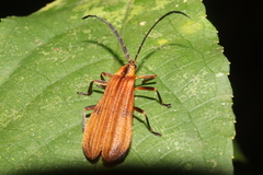 Lycinae