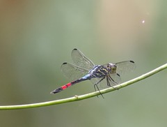Agrionoptera sexlineata