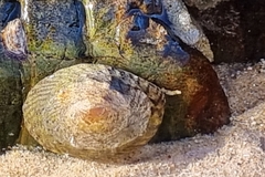 Bembicium nanum