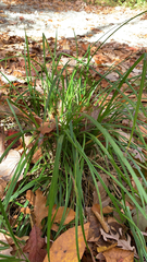 Carex pedunculata