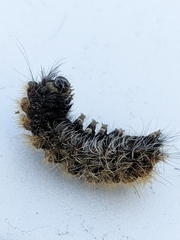 Acronicta impressa