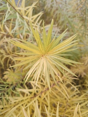 Amsonia hubrichtii