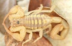 Centruroides guanensis