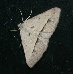 Isturgia penthearia