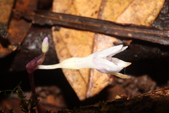 Apteria aphylla