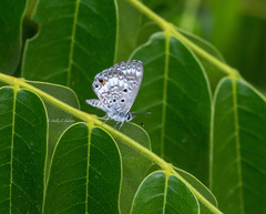 Cyclargus thomasi bethunebakeri