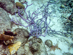 Millepora complanata