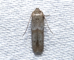 Blastobasinae