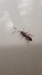 Ichneumon annulatorius