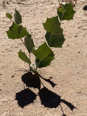 Acourtia nana