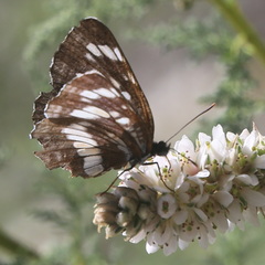 Neptis rivularis
