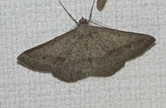 Isturgia penthearia