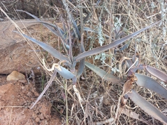 Aloe divaricata