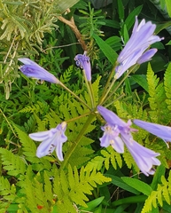 Agapanthus