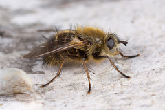 Tachina ursina