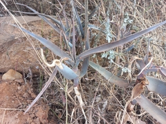 Aloe divaricata