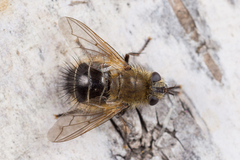 Tachina ursina