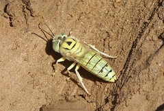 Bembix