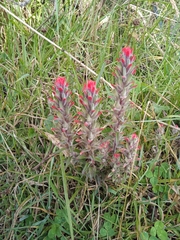Castilleja arvensis arvensis
