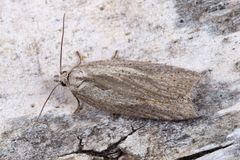 Acleris rufana