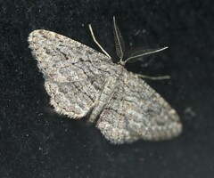 Zermizinga sinuata
