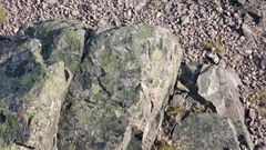 Rhizocarpon