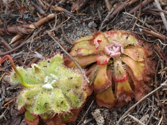 Drosera aliciae